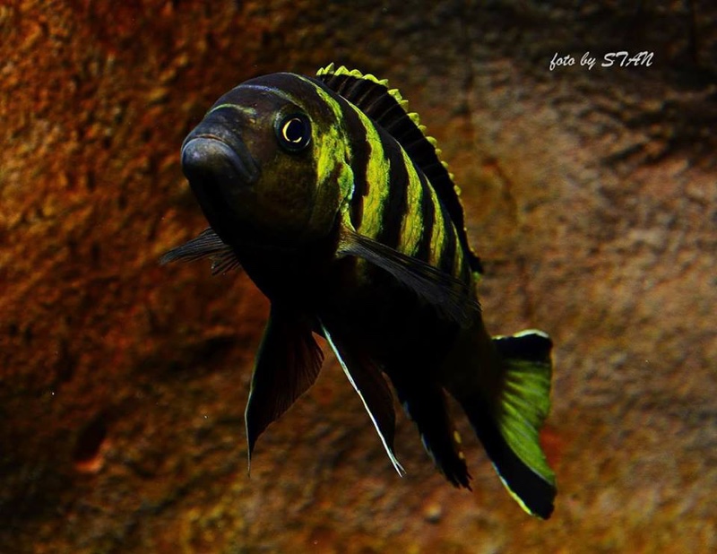 Maylandia melissa 'Chitande Island'